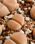 Lithops dinteri C206 - 4 heads