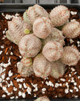 Euphorbia pseudoglobulosa