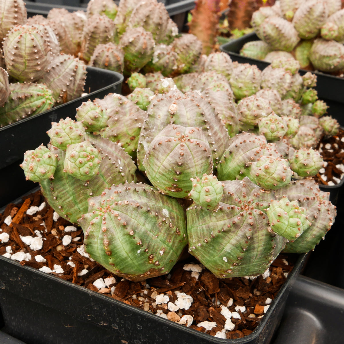 Euphorbia pseudoglobulosa