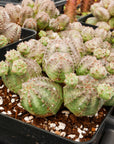 Euphorbia pseudoglobulosa