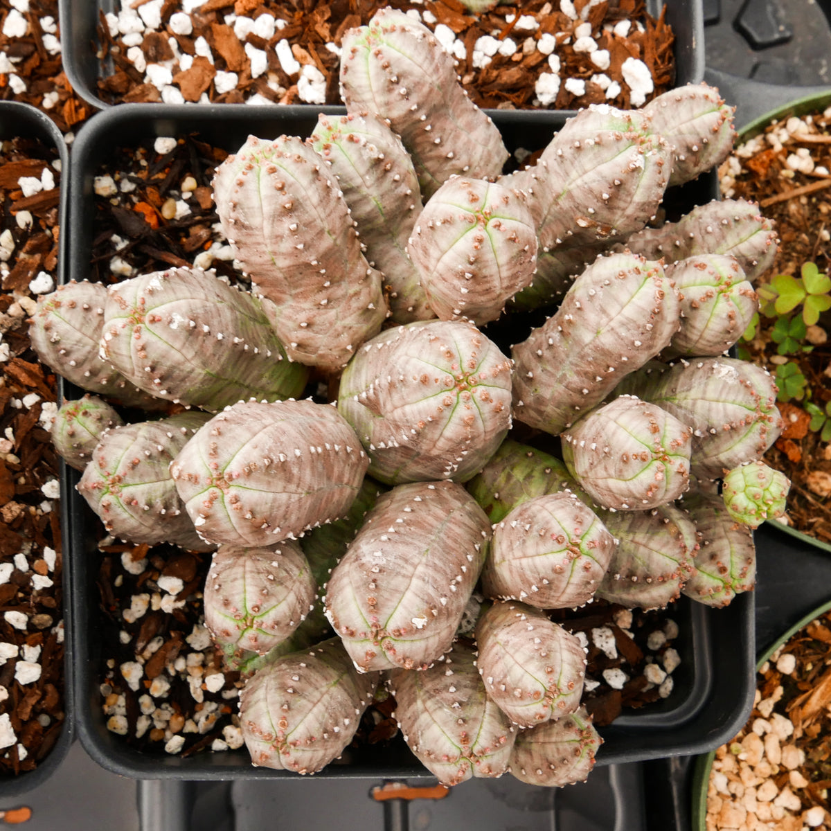 Euphorbia pseudoglobulosa