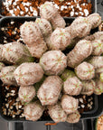 Euphorbia pseudoglobulosa