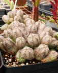 Euphorbia pseudoglobulosa