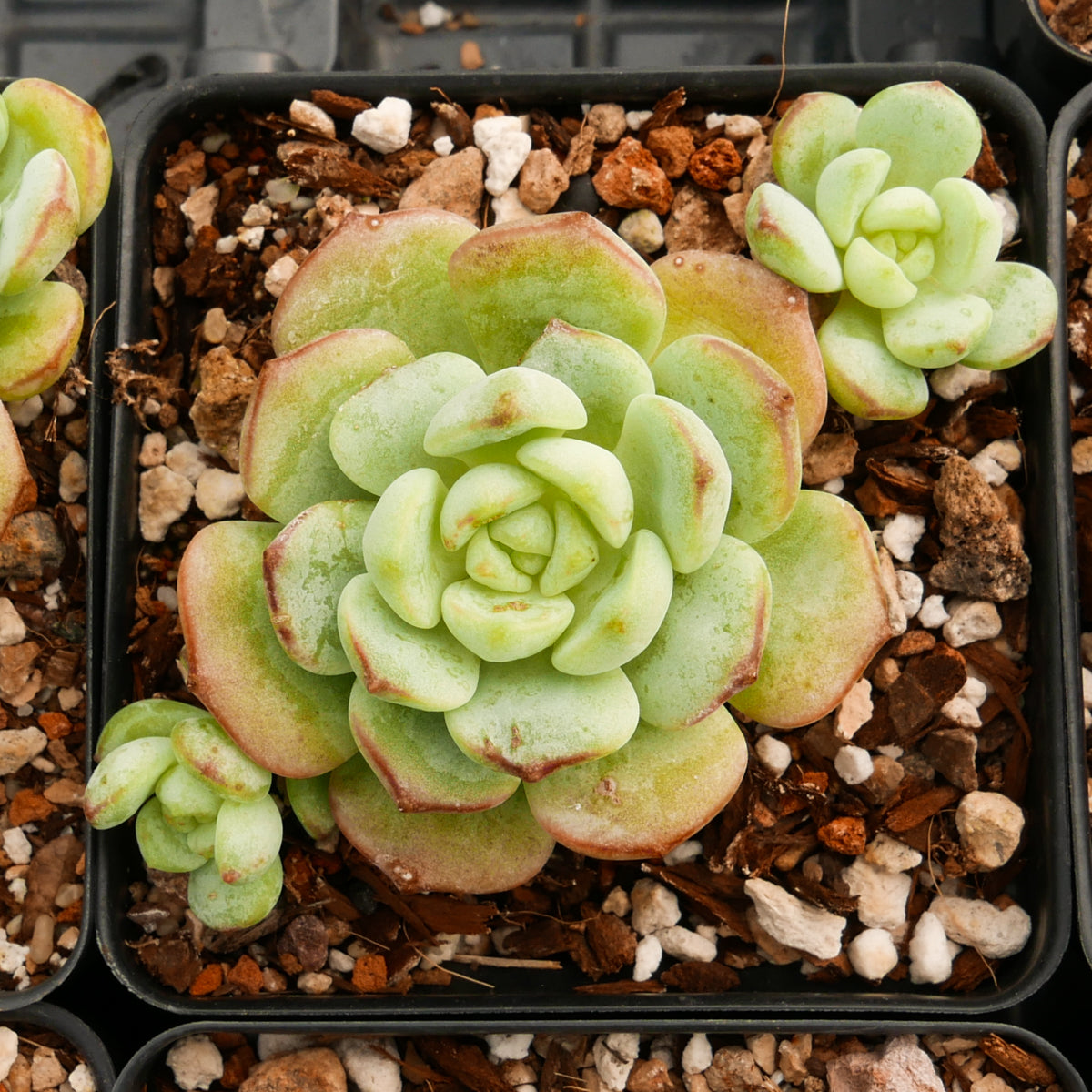 Sedeveria &#39;Pudgy&#39;