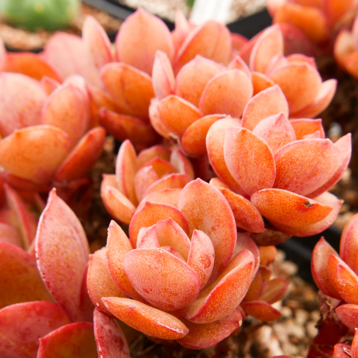 Echeveria sunyan - Vivid Root