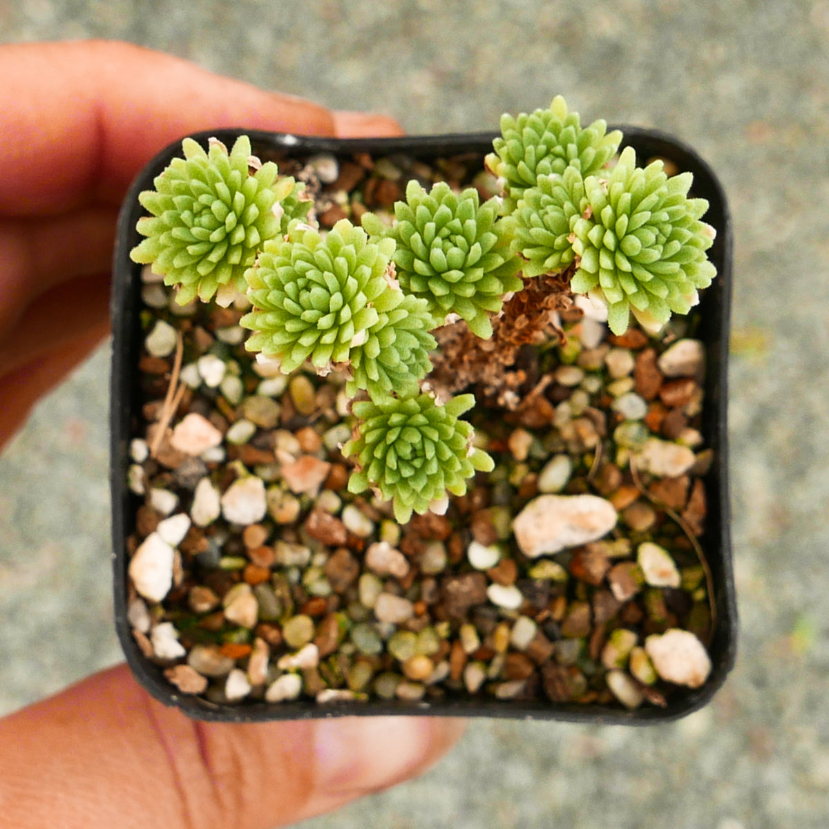 Sedum multiceps - Mini Joshua Tree - Vivid Root