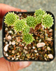 Sedum multiceps - Mini Joshua Tree - Vivid Root