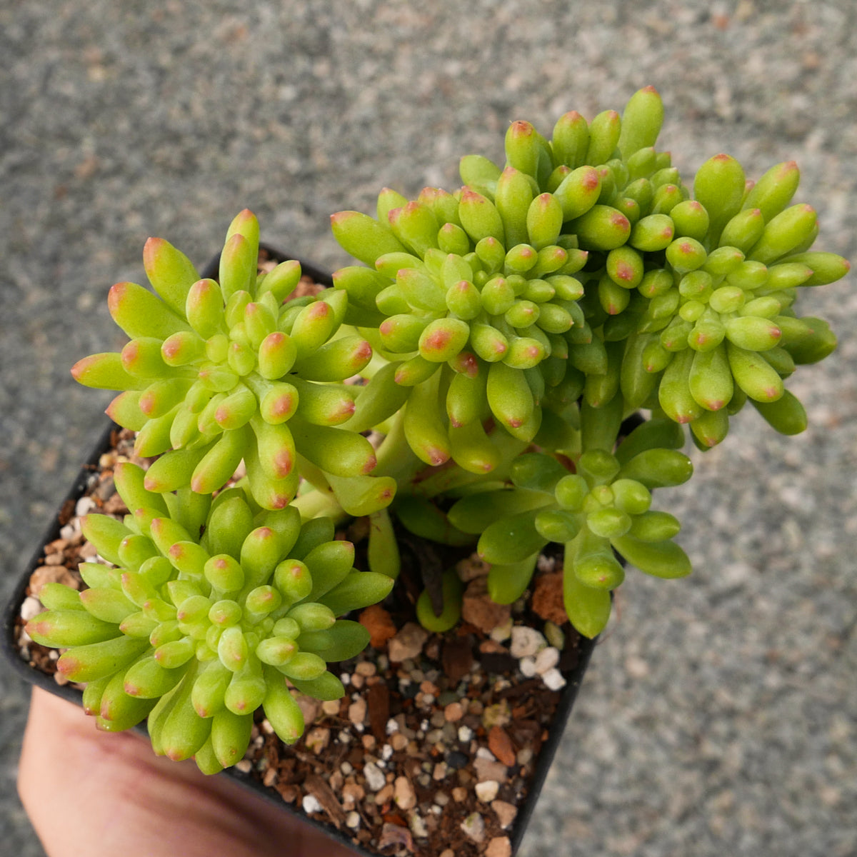 Sedum corynephyllum f. cristata