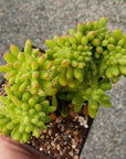 Sedum corynephyllum f. cristata
