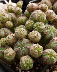 Euphorbia pseudoglobulosa