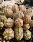 Euphorbia pseudoglobulosa