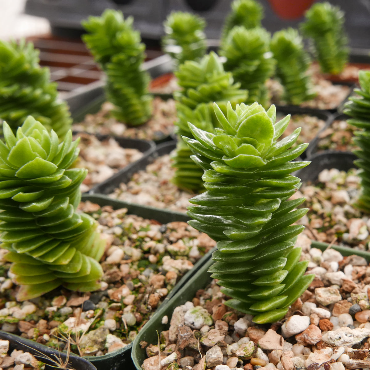 Crassula estagnol - Vivid Root