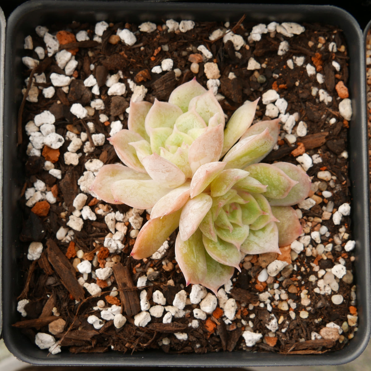 Echeveria onslow - Vivid Root