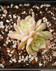 Echeveria onslow - Vivid Root