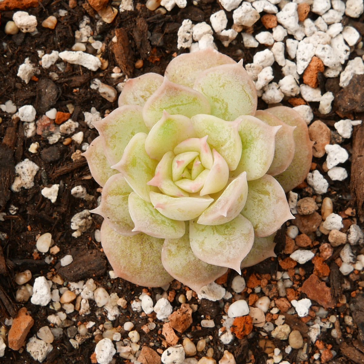 Echeveria onslow - Vivid Root