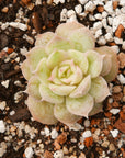 Echeveria onslow - Vivid Root