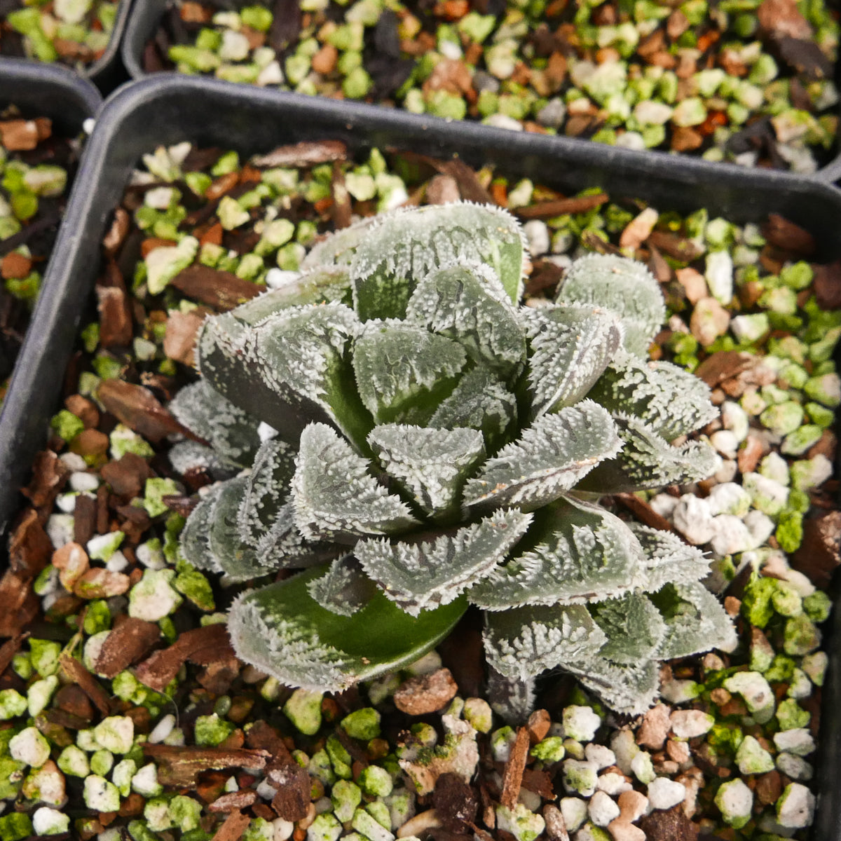 Haworthia &#39;&#39;Yuki Usagi&#39; - Snow Rabbit - Vivid Root