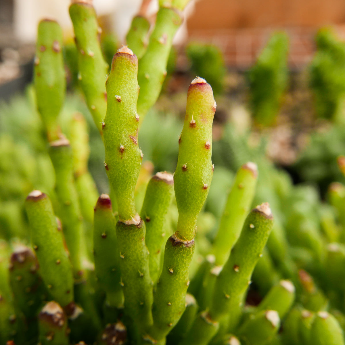 Rhipsalis salicornioides - Dancing Bones Cactus