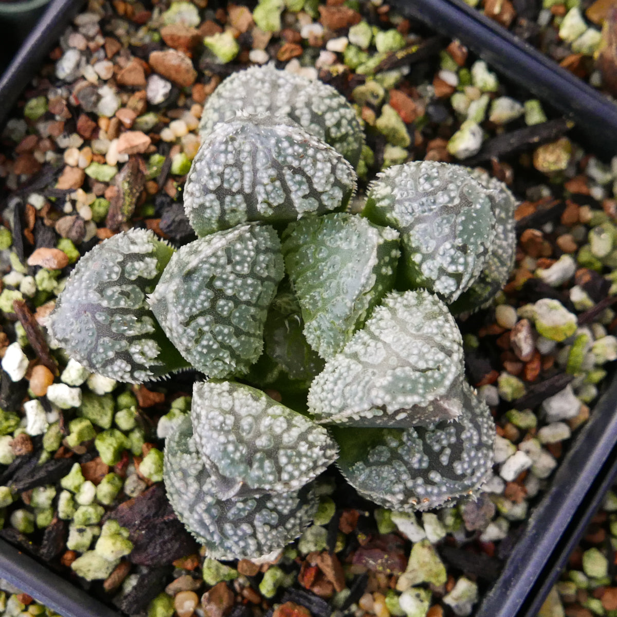 Haworthia 'Mordor' - Vivid Root