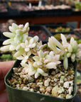 Graptopetalum 'Mirinae' variegated