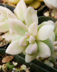 Graptopetalum 'Mirinae' variegated