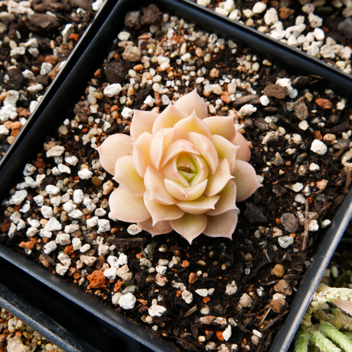 Echeveria onslow - Vivid Root