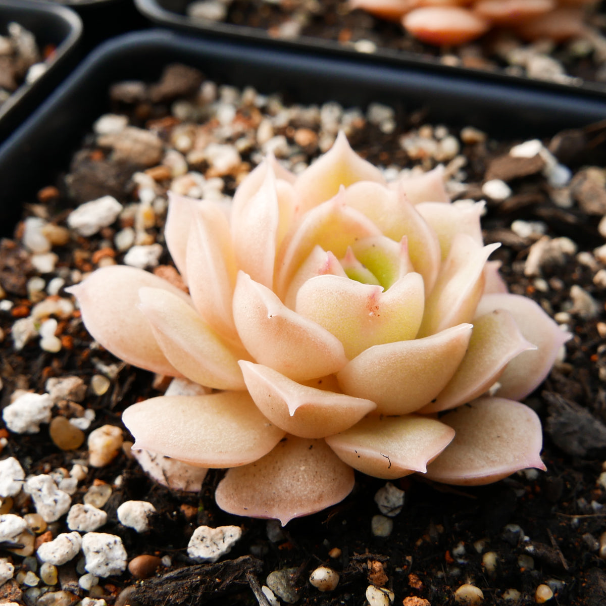 Echeveria onslow - Vivid Root