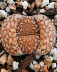 Lithops Mix - Vivid Root