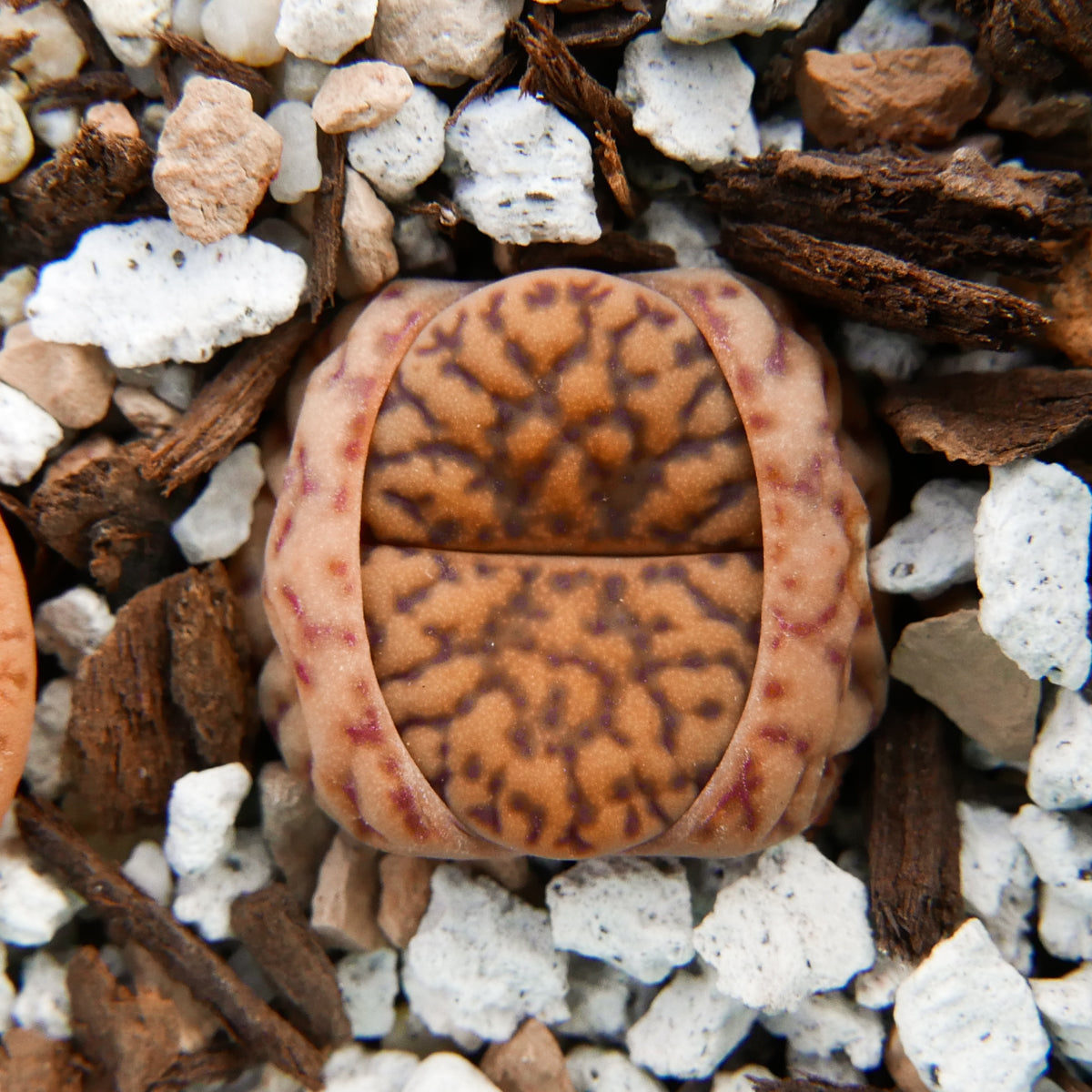 Lithops Mix - Vivid Root