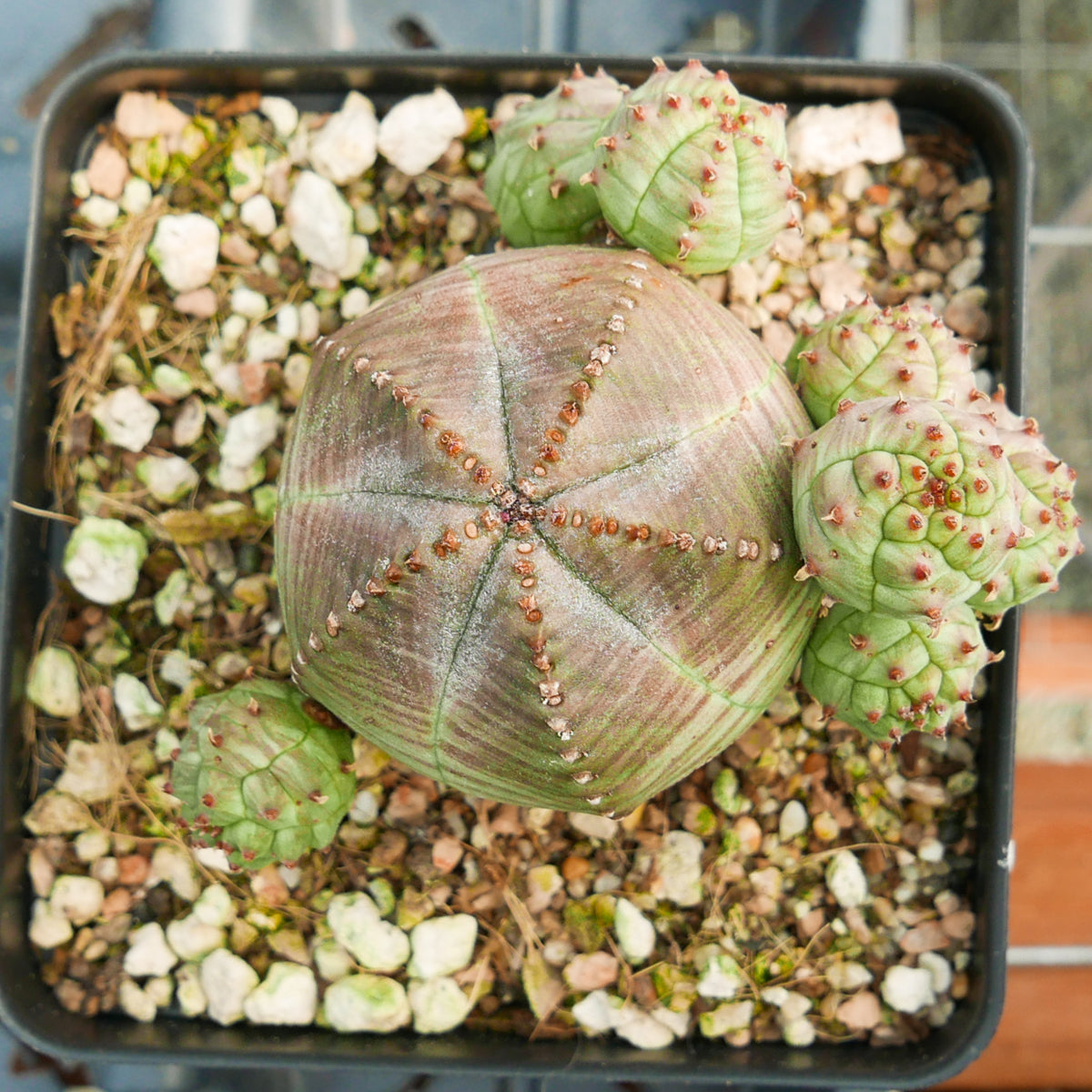 Euphorbia pseudoglobulosa