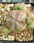 Euphorbia pseudoglobulosa