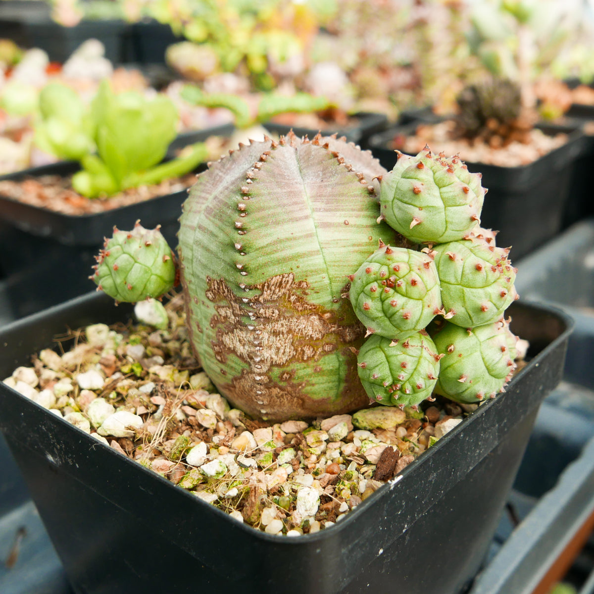 Euphorbia pseudoglobulosa