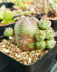 Euphorbia pseudoglobulosa