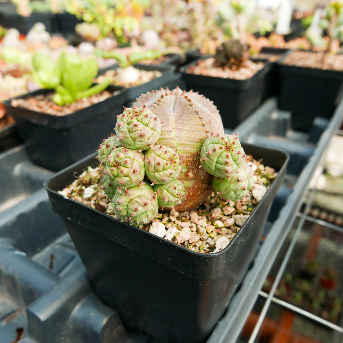 Euphorbia pseudoglobulosa