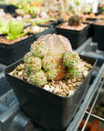 Euphorbia pseudoglobulosa