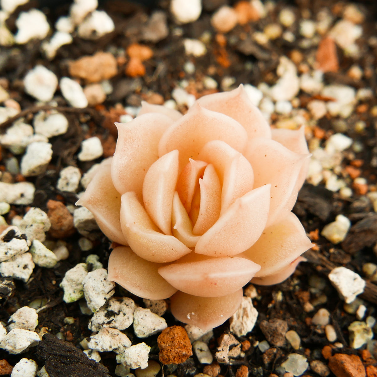 Echeveria onslow - Vivid Root