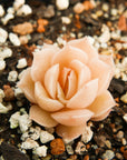 Echeveria onslow - Vivid Root