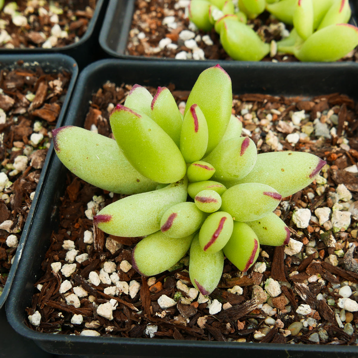 Cotyledon orbiculata - Vivid Root