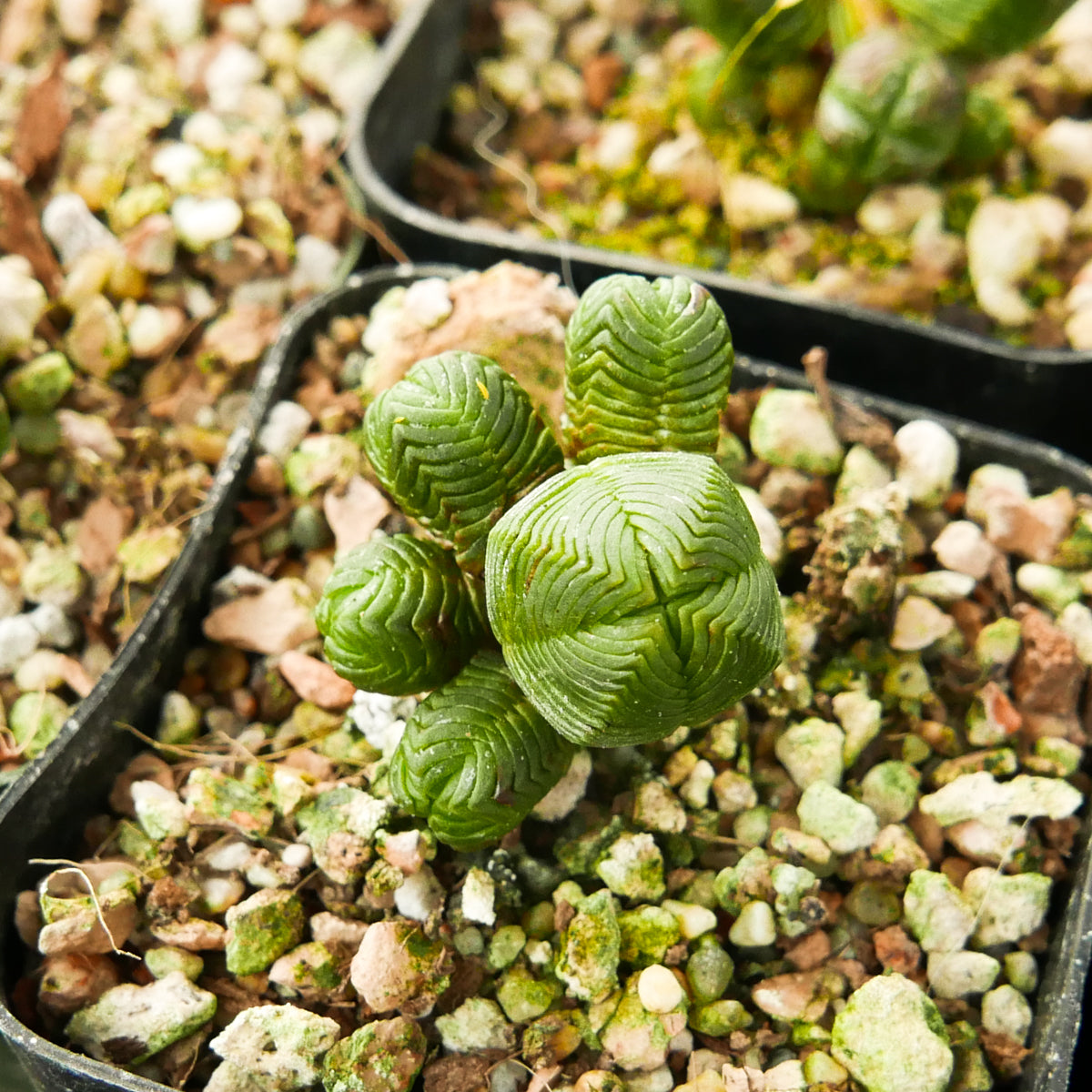 Crassula pyramidalis - Mini Buddha's Temple - Vivid Root