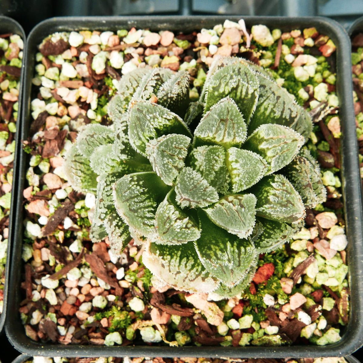 Haworthia &#39;Yuki Usagi&#39; - Snow Rabbit - Vivid Root