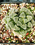 Haworthia 'Yuki Usagi' - Snow Rabbit - Vivid Root