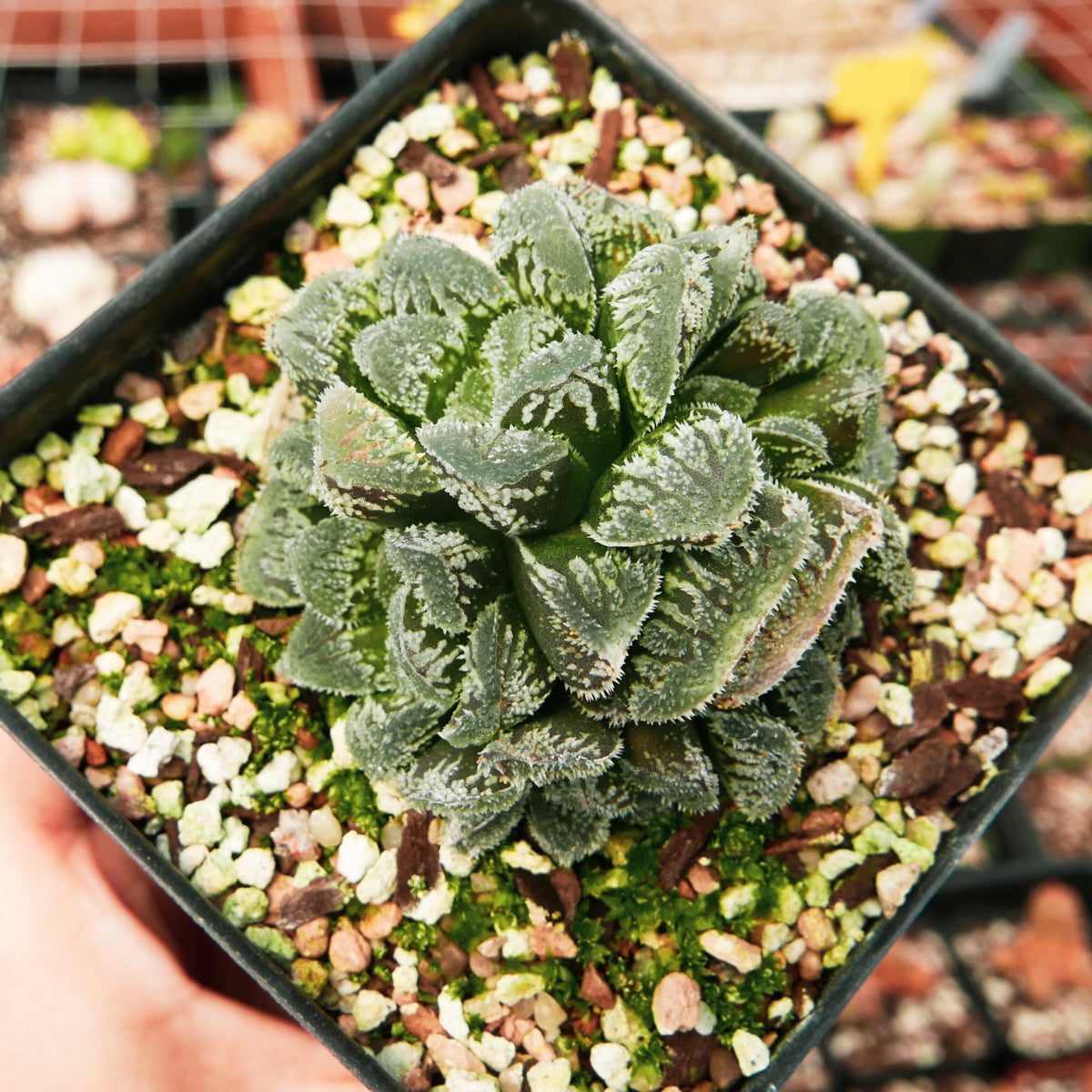 Haworthia &#39;Yuki Usagi&#39; - Snow Rabbit - Vivid Root