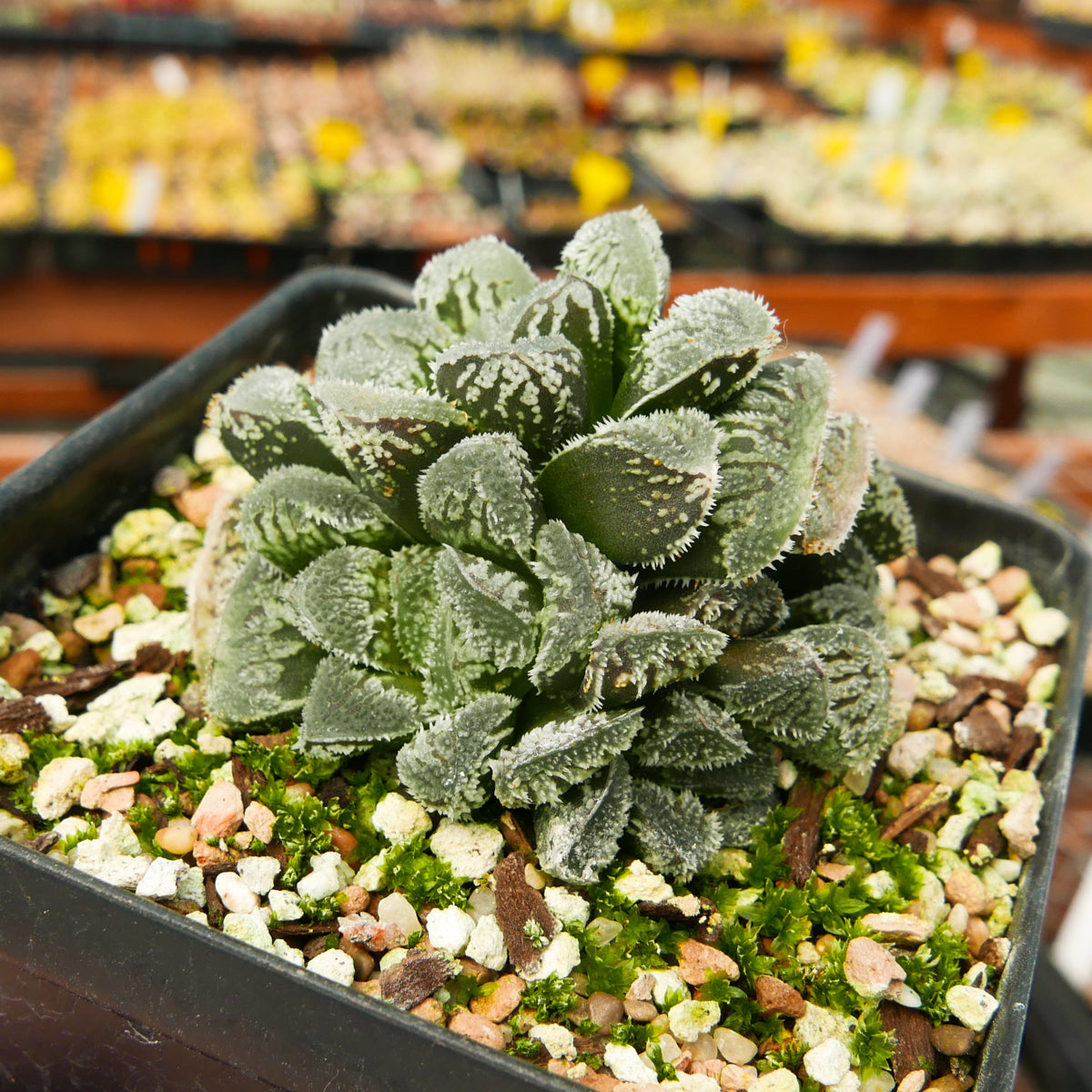 Haworthia &#39;Yuki Usagi&#39; - Snow Rabbit - Vivid Root