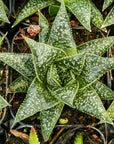 Gasteria 'Green Star'