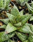 Gasteria 'Green Star'