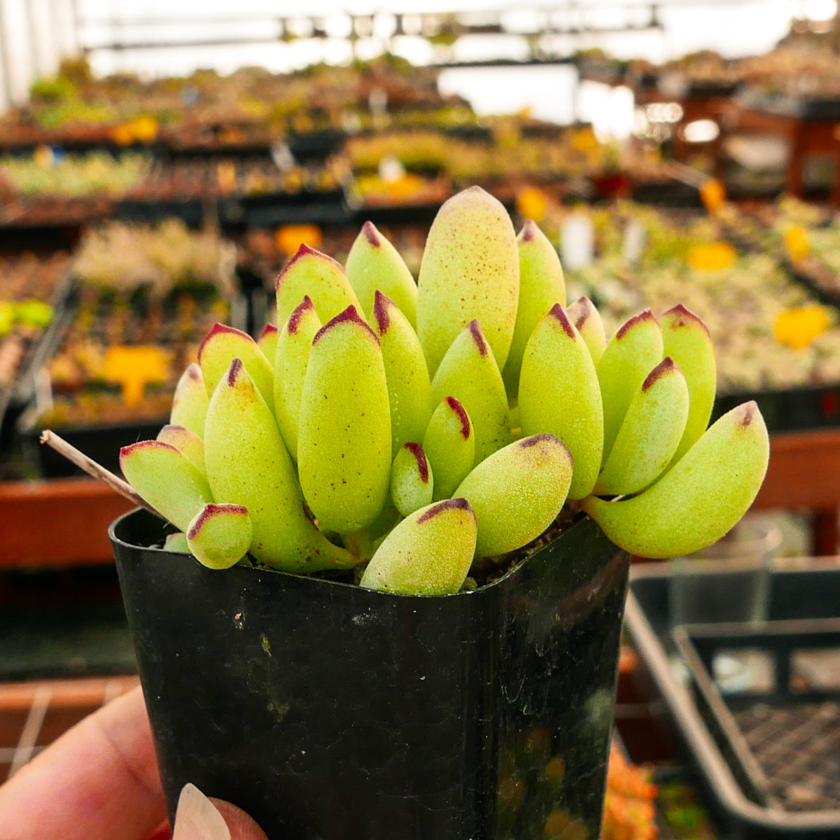 Cotyledon orbiculata - Vivid Root