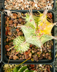 Euphorbia meloformis variegated