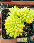 Sedum corynephyllum f. cristata