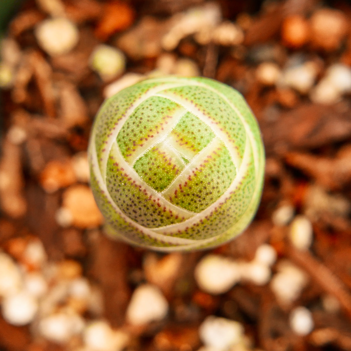 Crassula barklyi - Rattlesnake Tail - Vivid Root