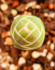 Crassula barklyi - Rattlesnake Tail - Vivid Root